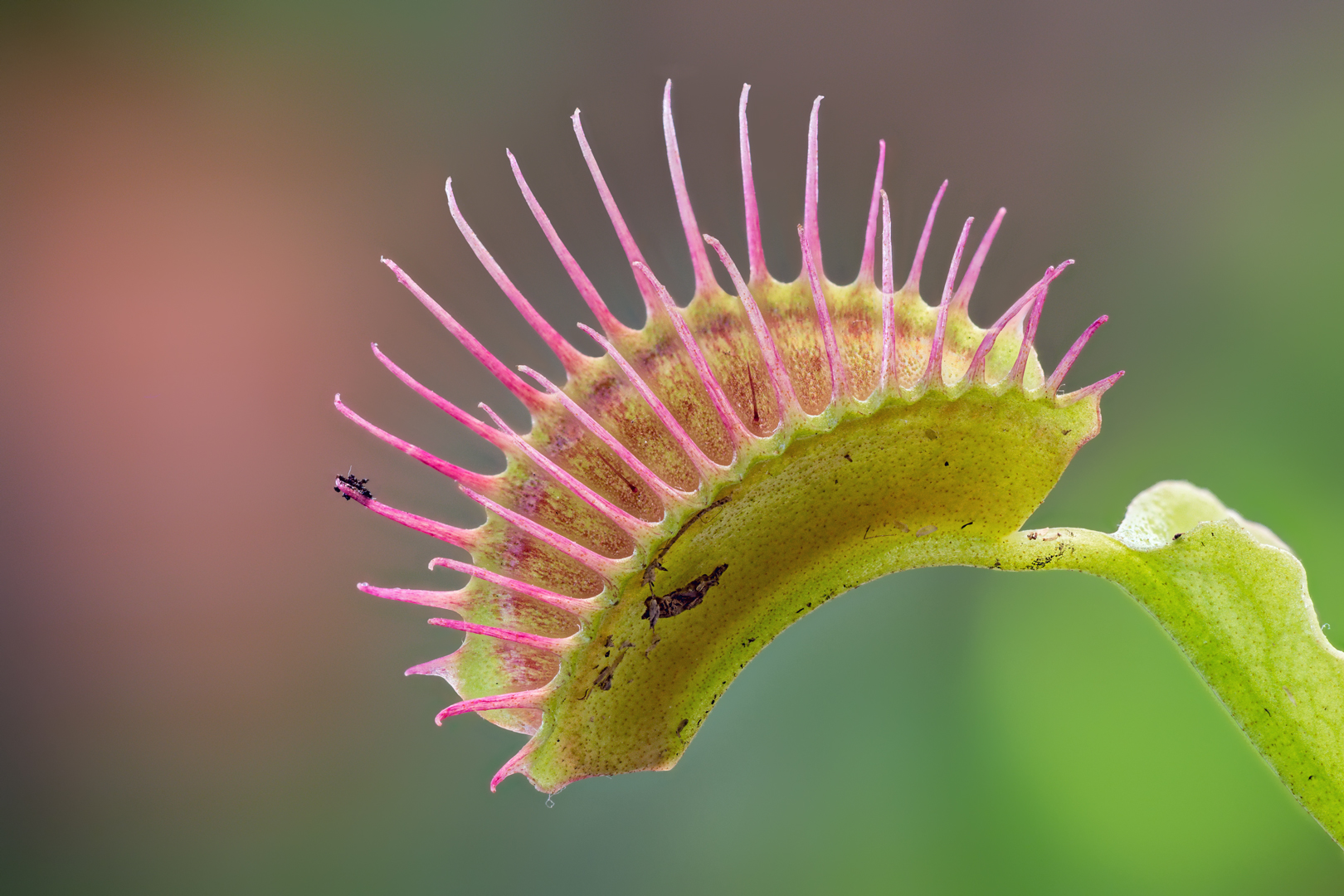 Dionaea muscipula