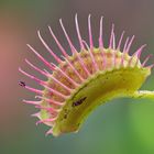 Dionaea muscipula