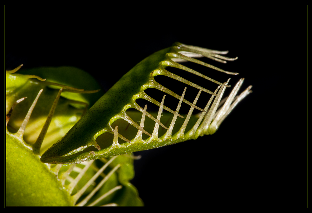 Dionaea muscipula