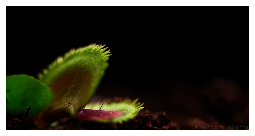 Dionaea muscipula 'sawtooth'