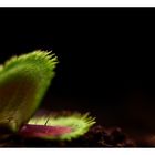 Dionaea muscipula 'sawtooth'