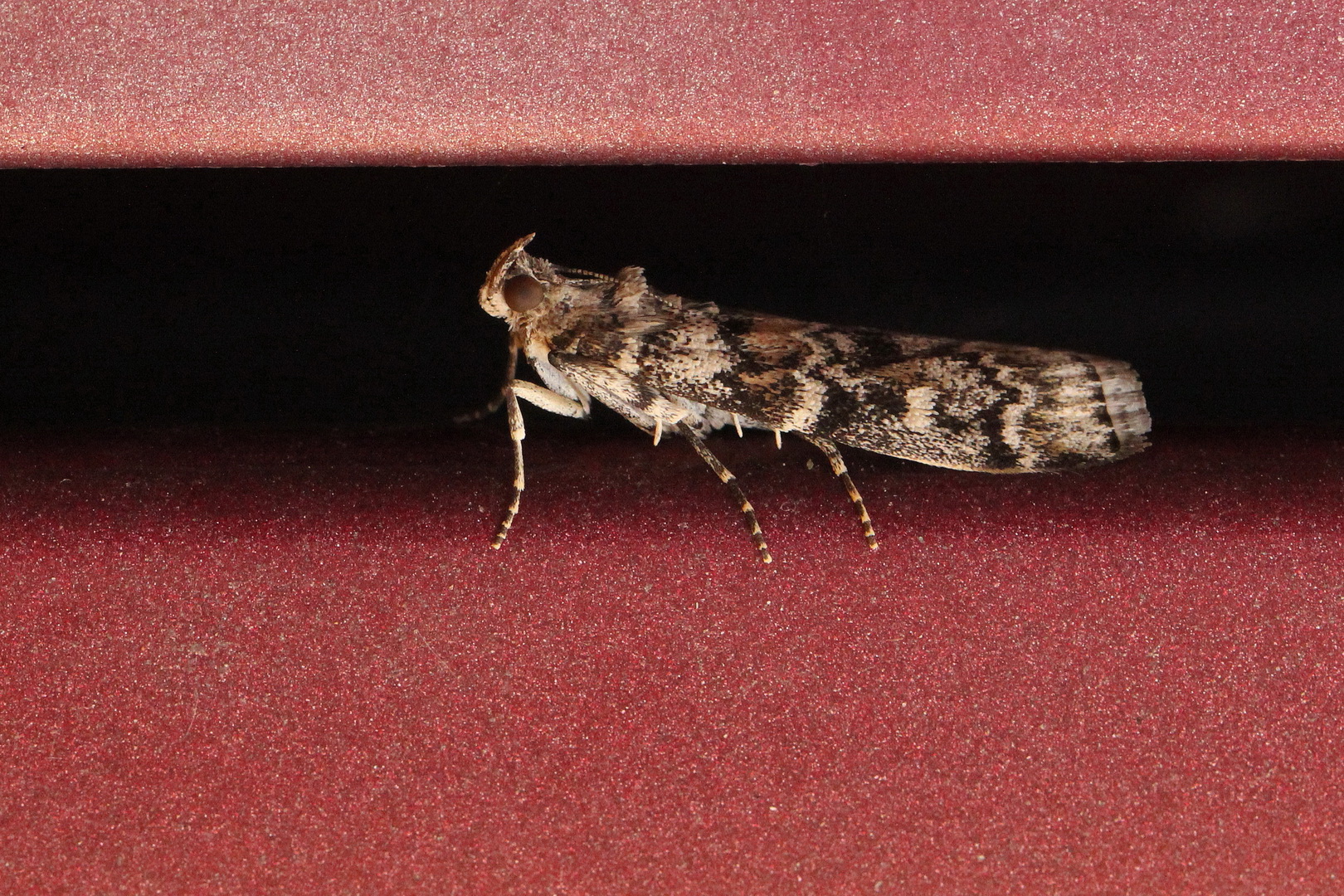 Dioryctria abietella