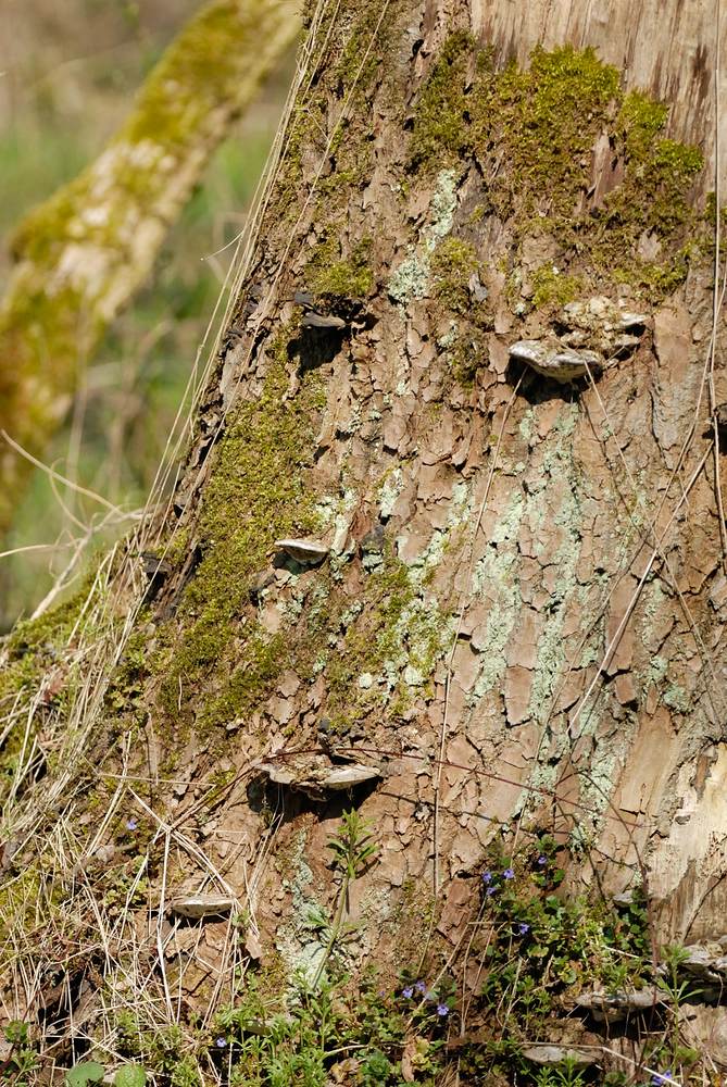 Dioses de los bosques