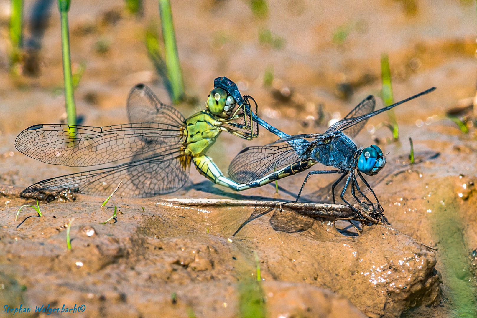 Diplacodes trivalis bei der Paarung