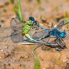 Diplacodes trivalis bei der Paarung