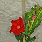 Dipladenia