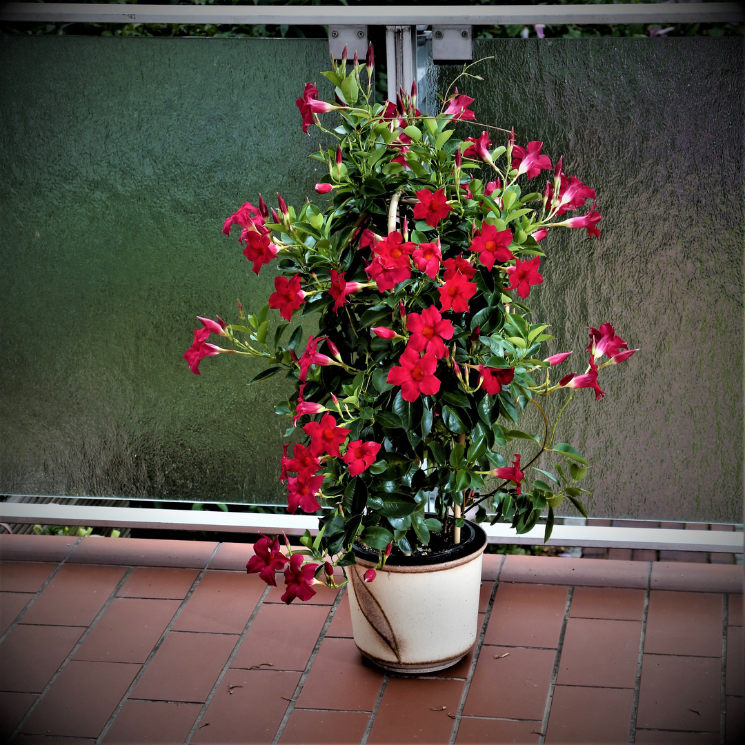 Dipladenia Foto & Bild natur, landschaft, pflanzen Bilder auf