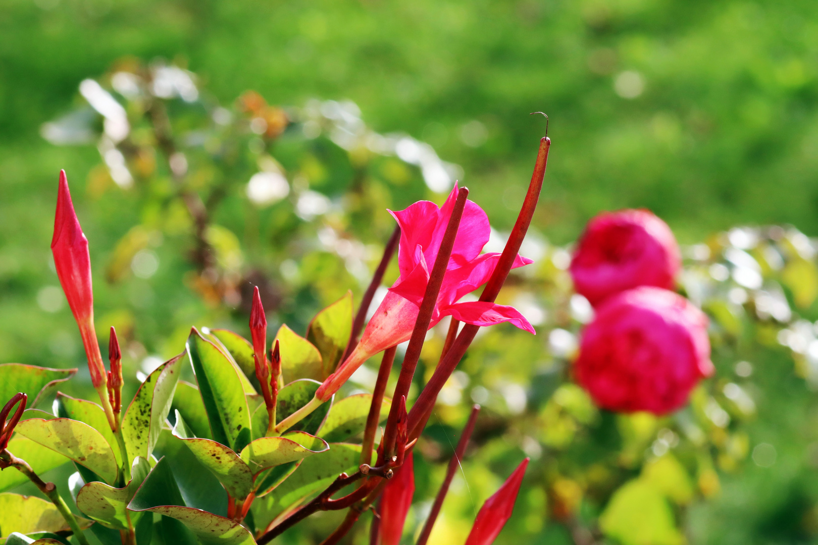 Dipladenia