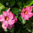 Dipladenia aus einem Schrebergarten