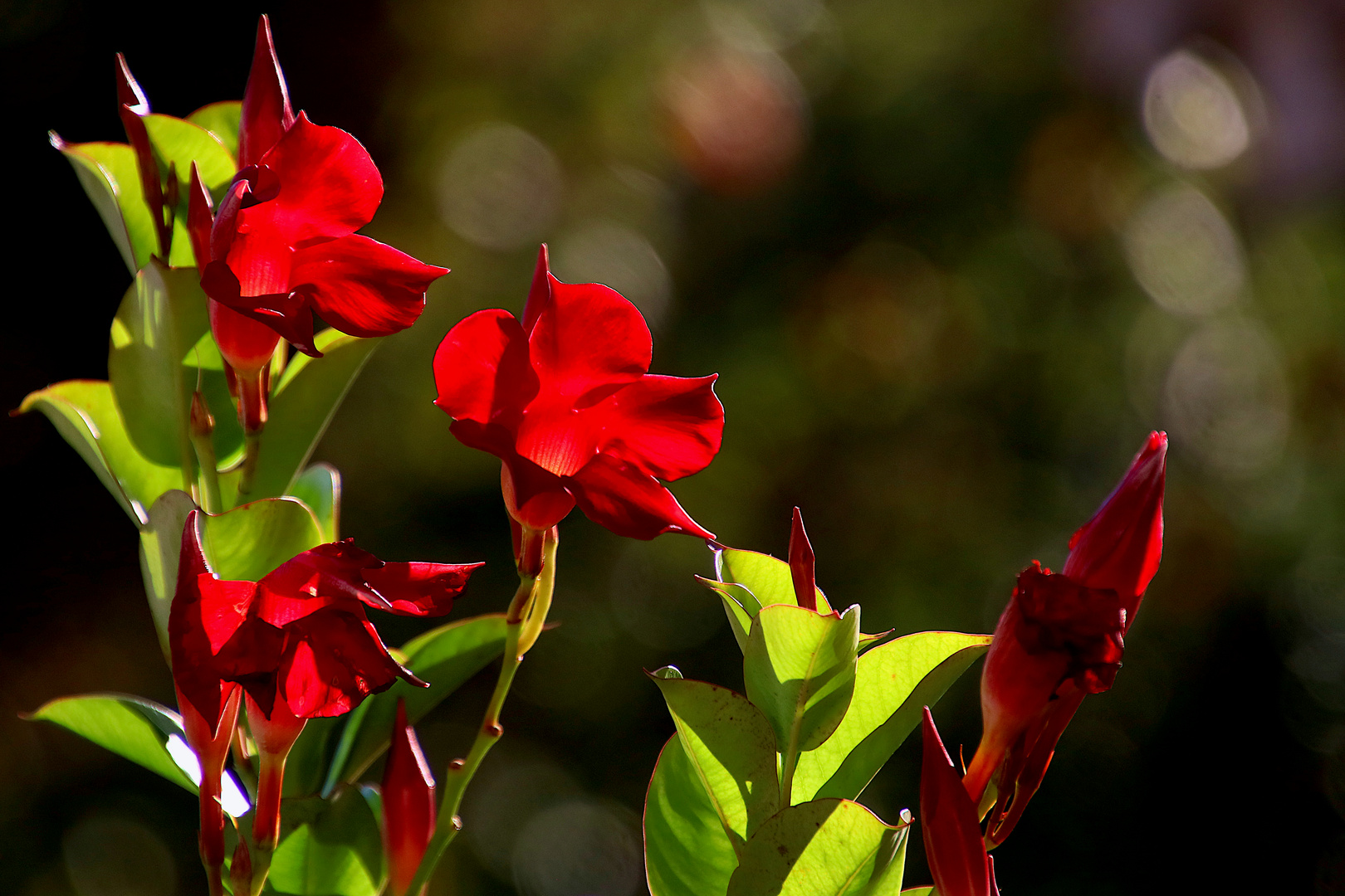 Dipladenia