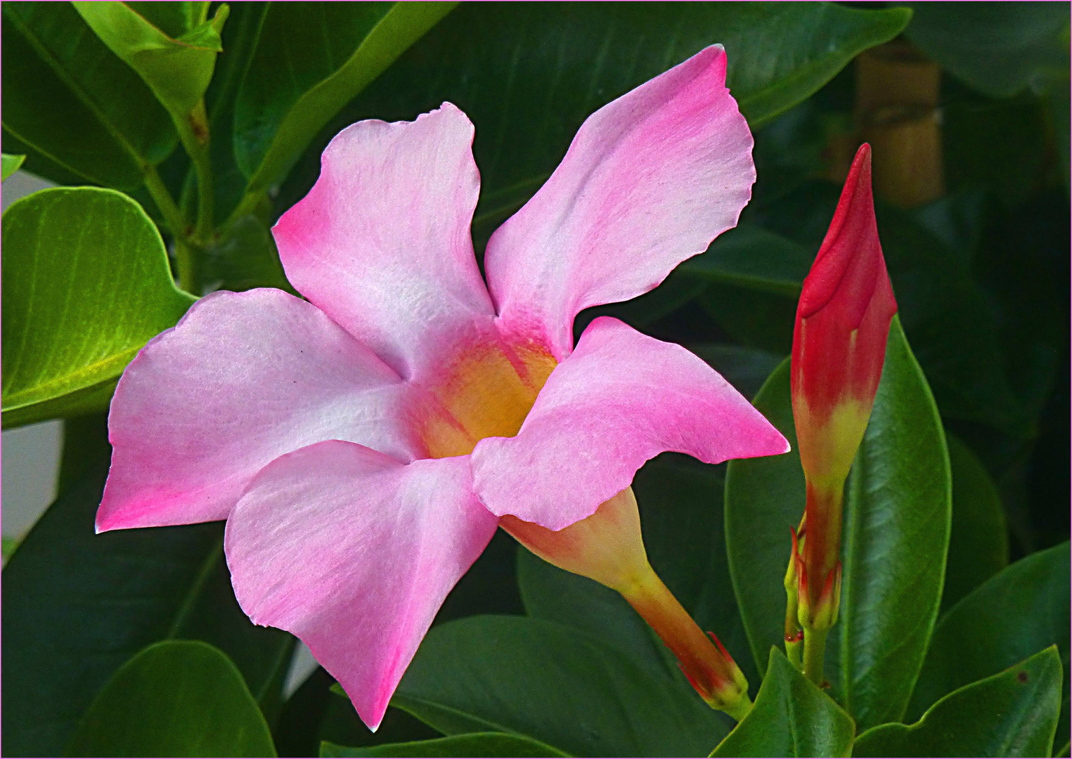 Dipladenia Foto & Bild natur Bilder auf