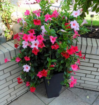 Dipladenia Fotos & Bilder auf