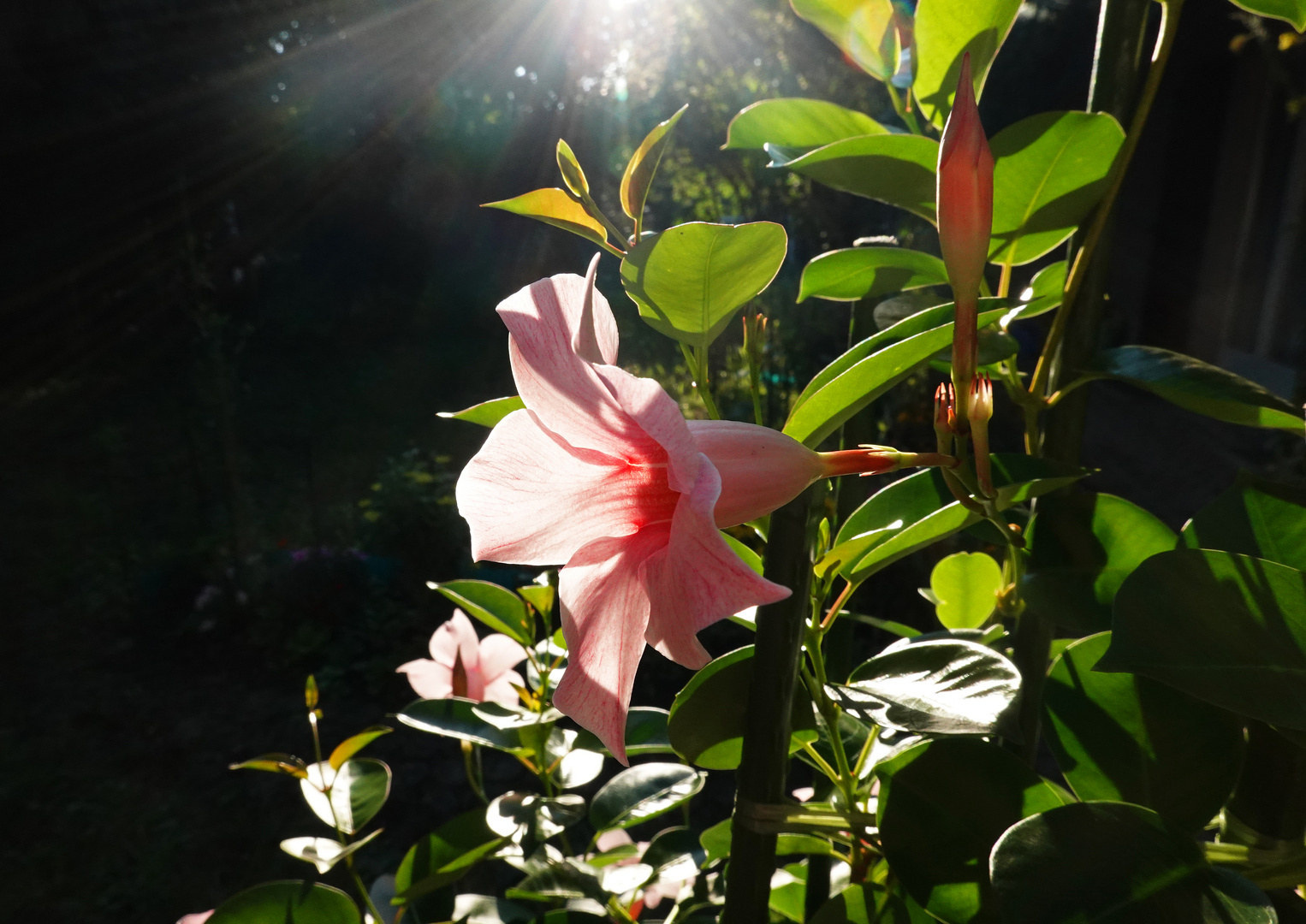 Dipladenia im Sonnenlicht.