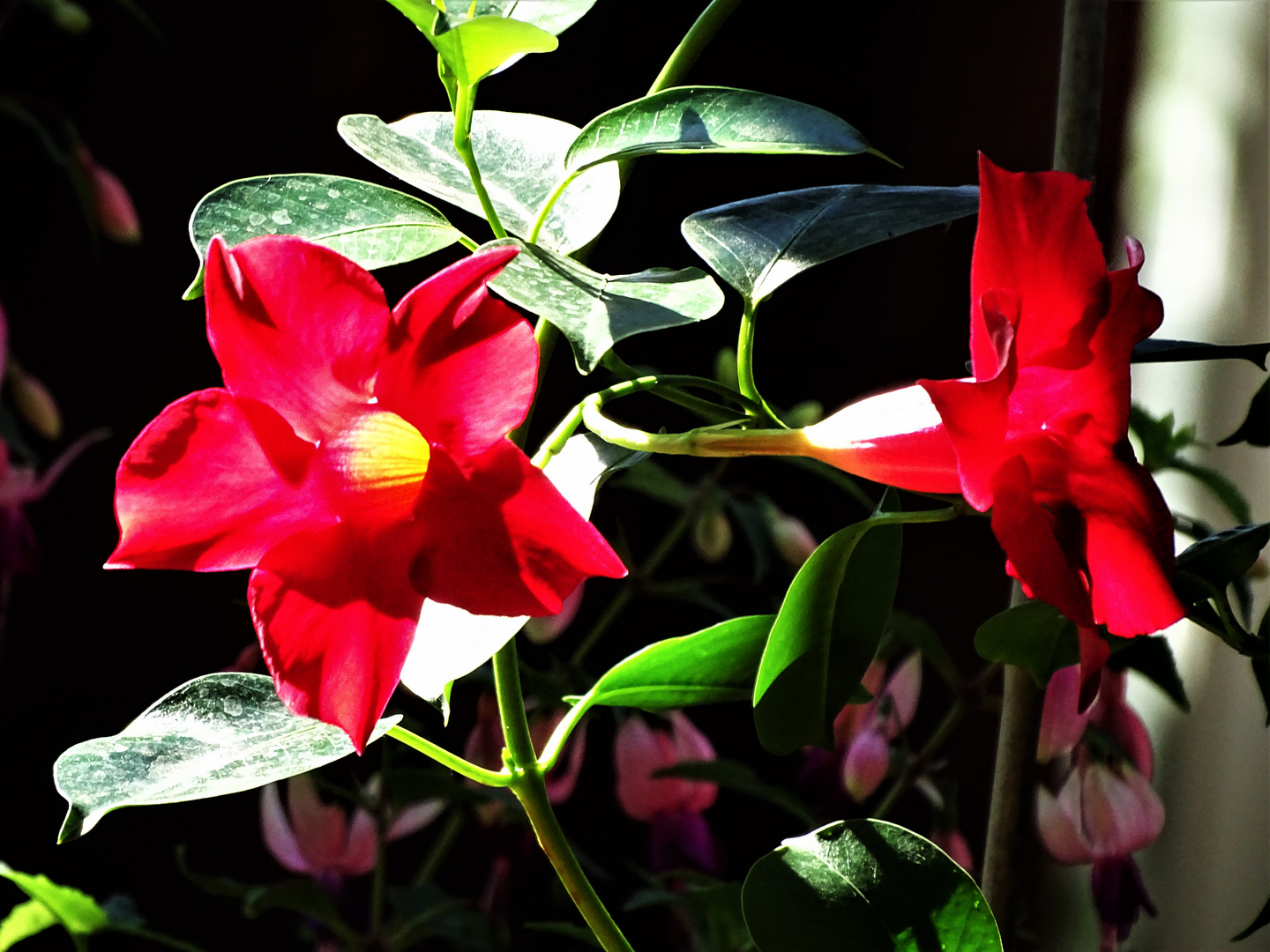 Dipladenia | Mandevilla |