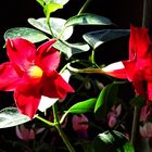 Dipladenia | Mandevilla |