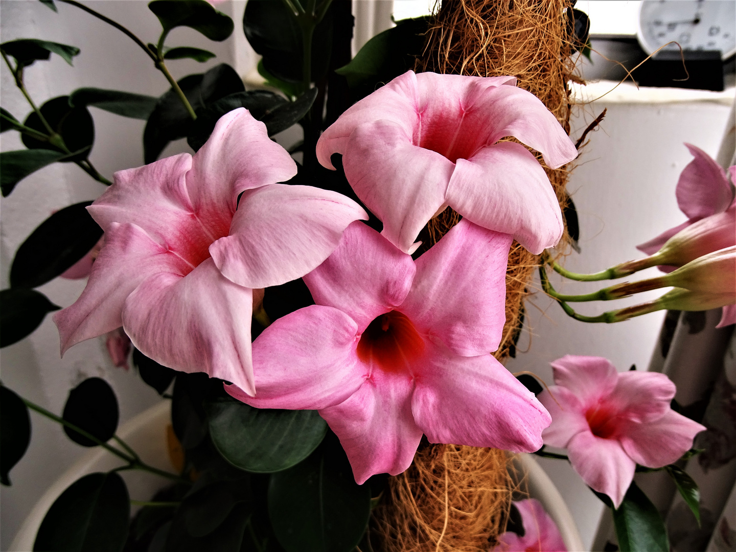 Dipladenia (Mandevilla)