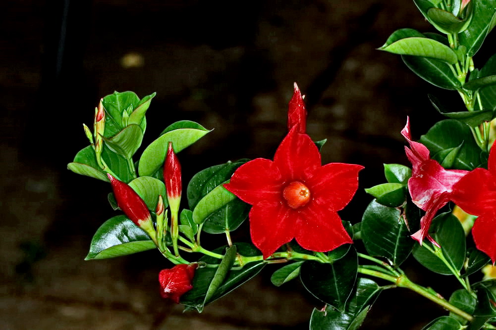 Dipladenia / Mandevilla