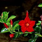 Dipladenia / Mandevilla