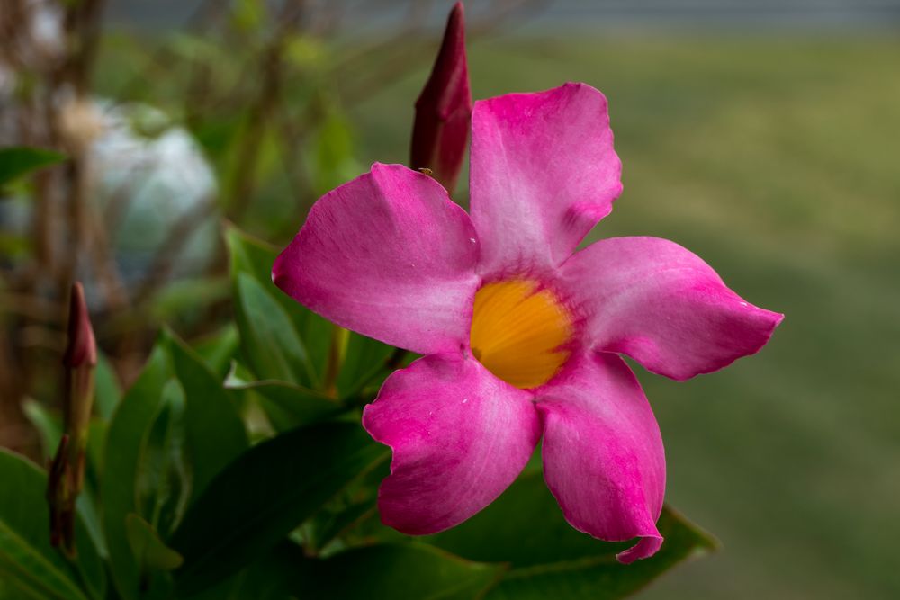 Dipladenia (Mandevilla)