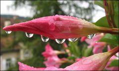 Dipladenia nach dem Regen