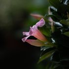 Dipladenia rosa 2