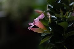 Dipladenia rosa 2