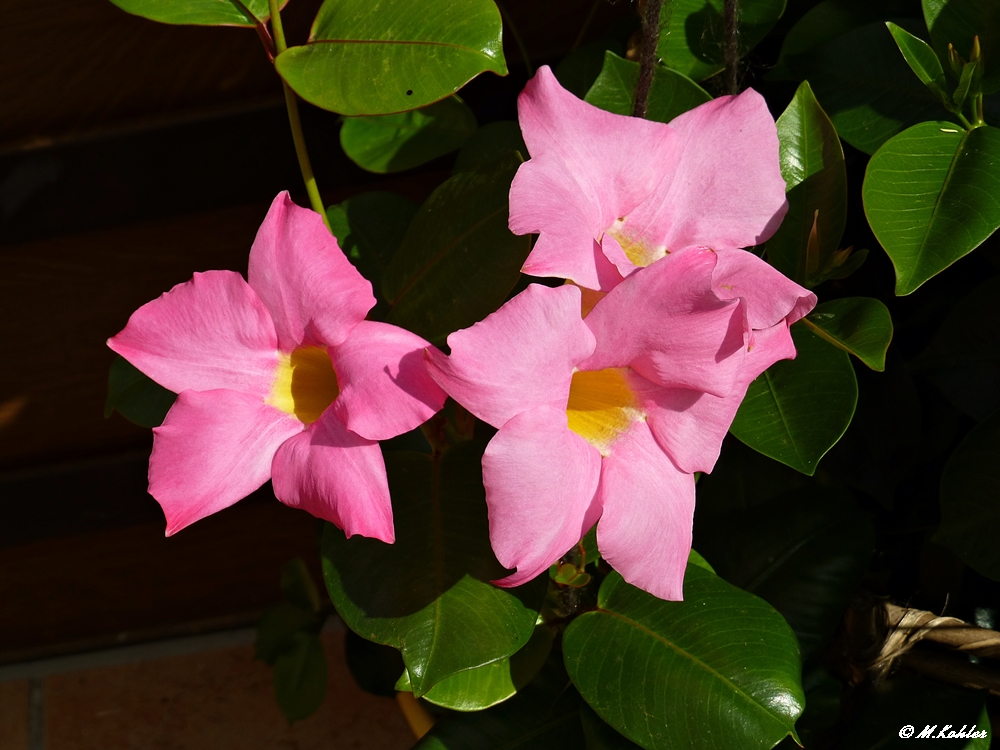 Dipladenia rosa