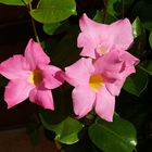 Dipladenia rosa