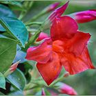 Dipladenia 'Sundaville Red'