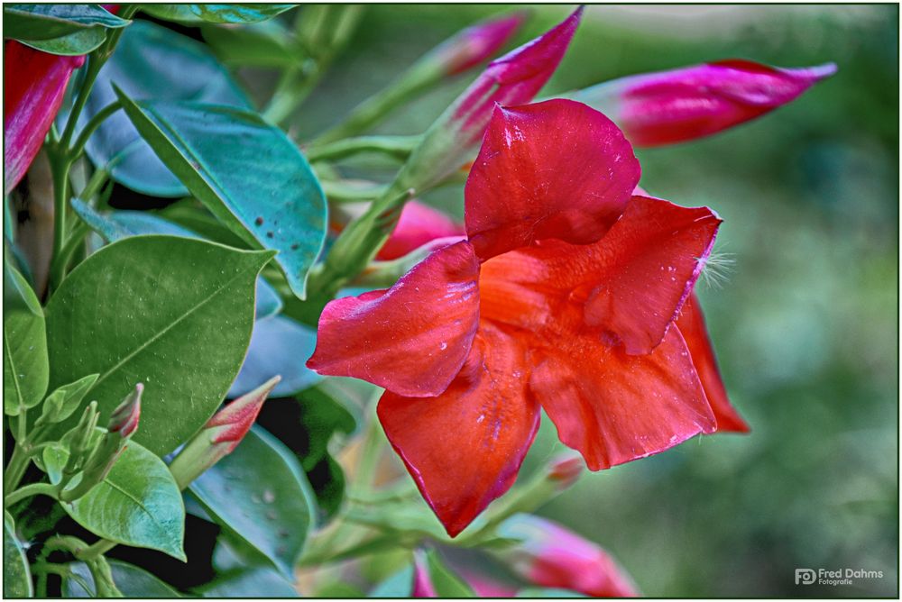 Dipladenia 'Sundaville Red'