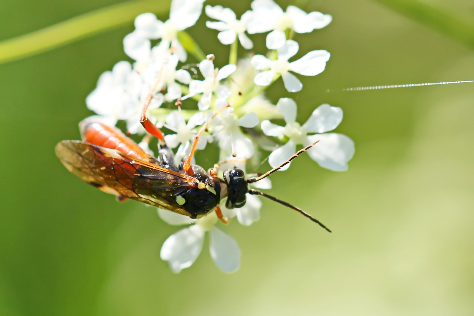 Diplazon laetatorius