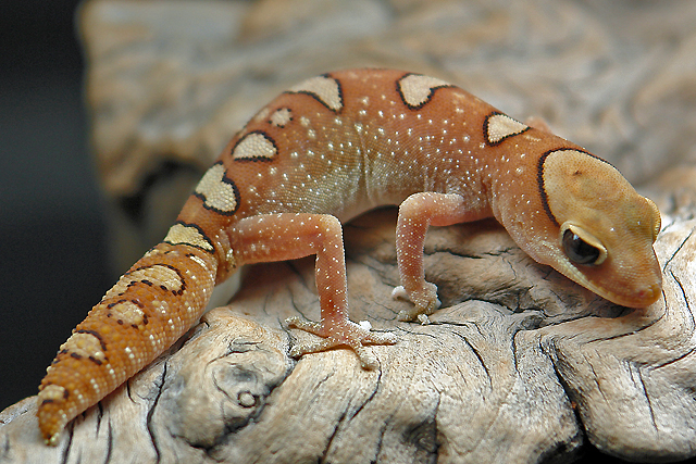 Diplodactylus galeatus Foto & Bild tiere, haustiere, terraristik