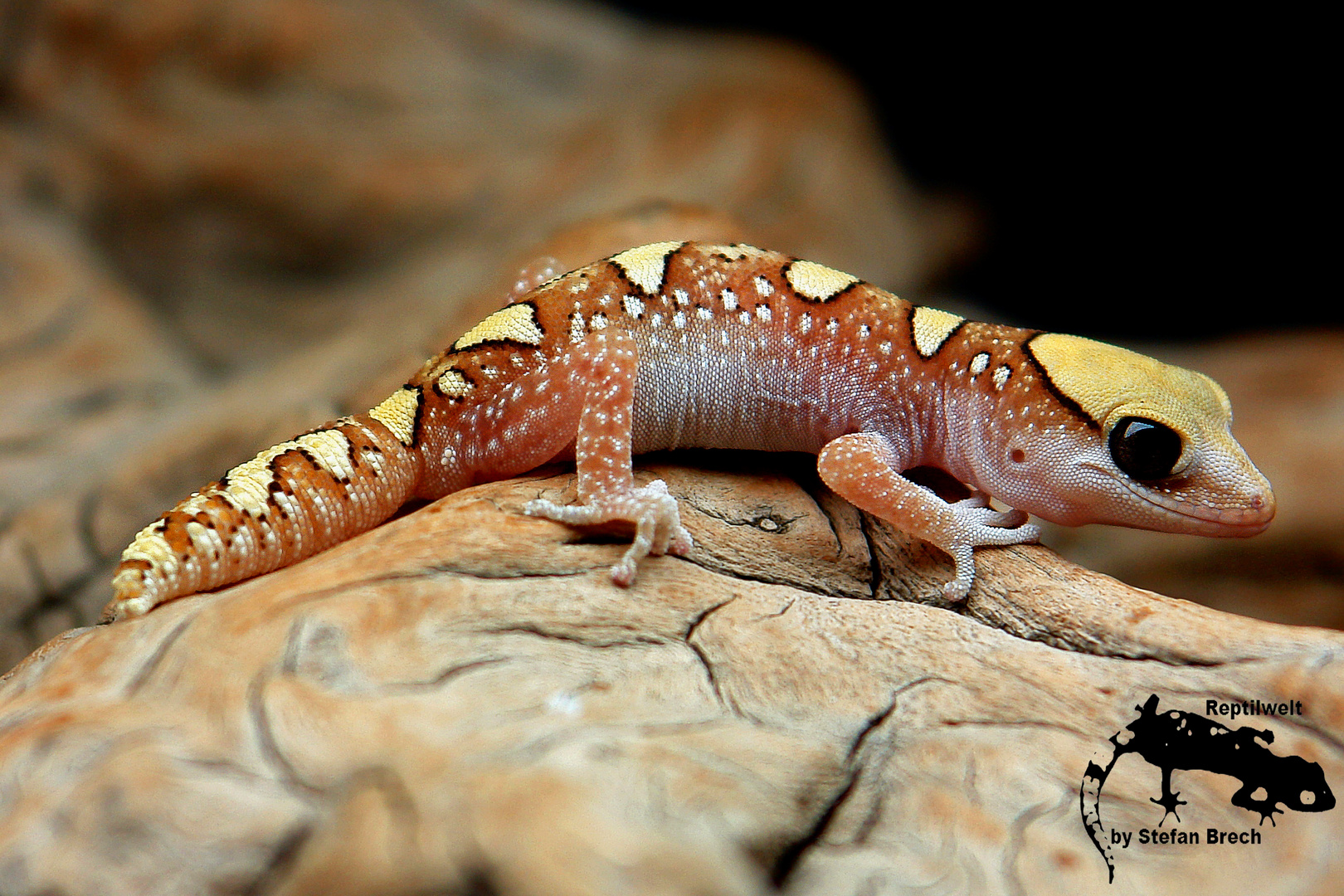 Diplodactylus galeatus Foto & Bild tiere, haustiere, terraristik