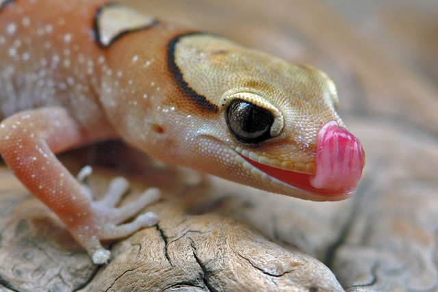 Diplodactylus galeatus ( australischer Helmkopf-Gecko )