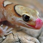 Diplodactylus galeatus ( australischer Helmkopf-Gecko )