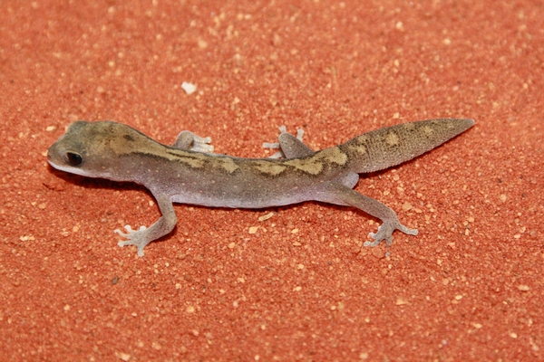 Diplodactylus vittatus (spotted) Foto & Bild tiere, haustiere