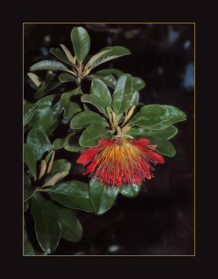 Diplolaena Grandiflora (Wilder Bush, Australia)