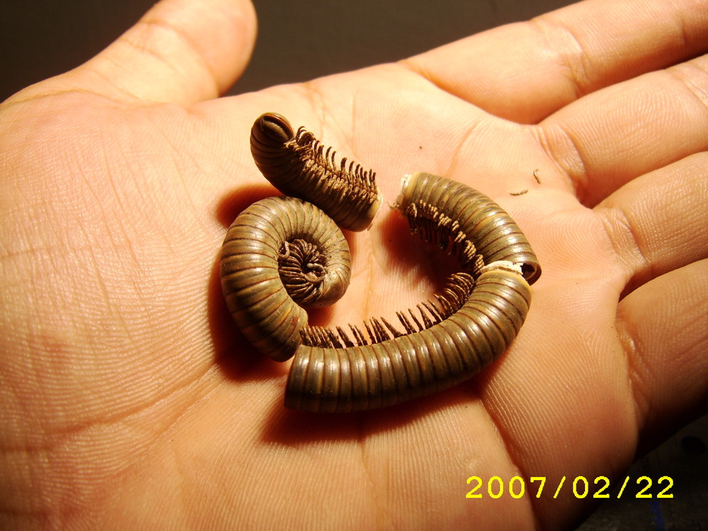 diplopoda