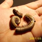 diplopoda