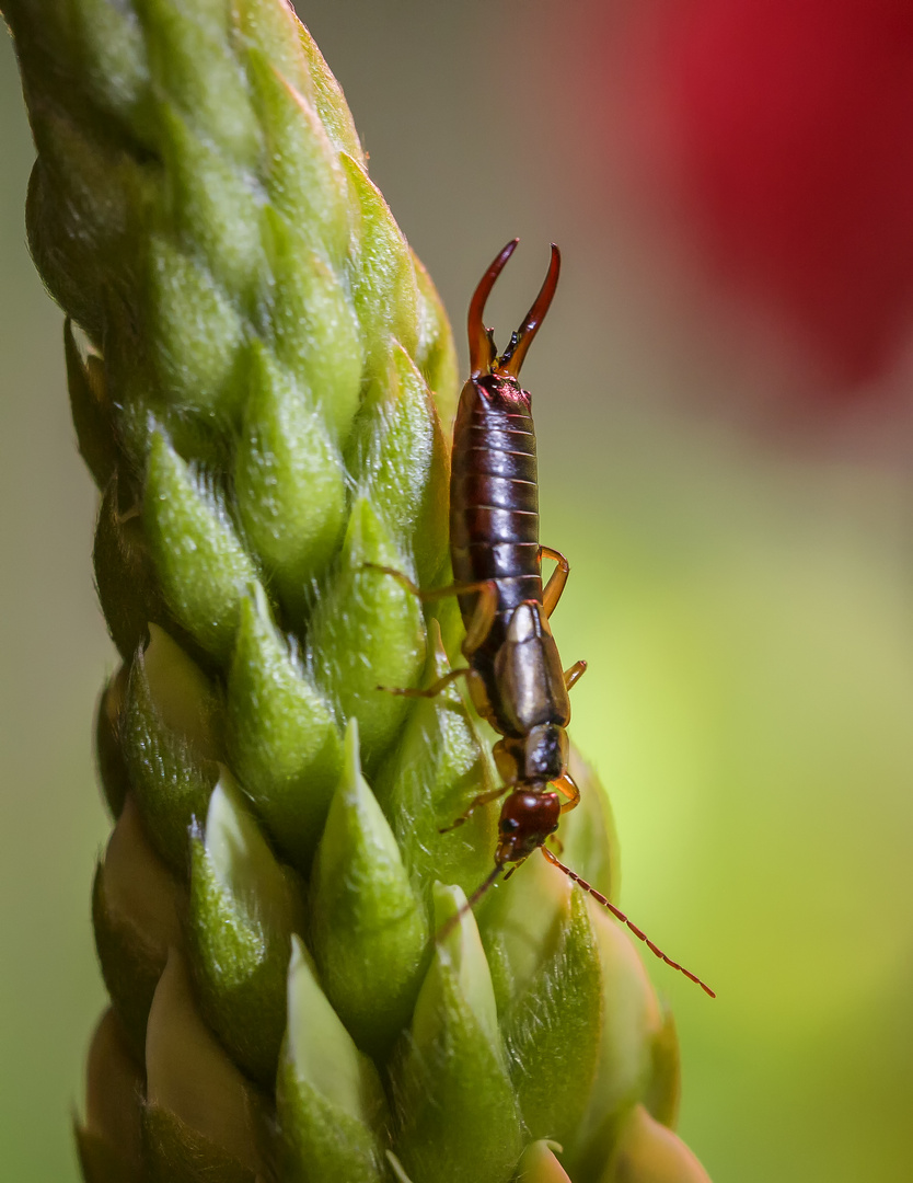 Diplura - Ein "normaler" Ohrwurm  :)