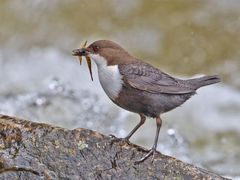 Dipper 2