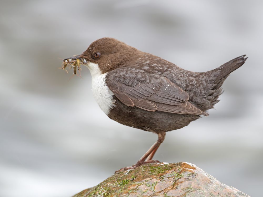 Dipper 3