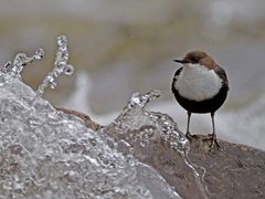 Dipper 5