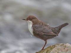 Dipper 6