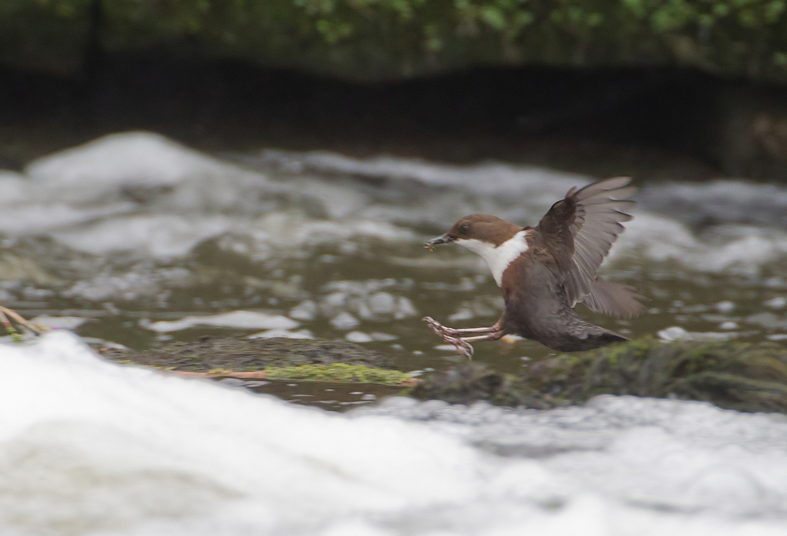 dipper