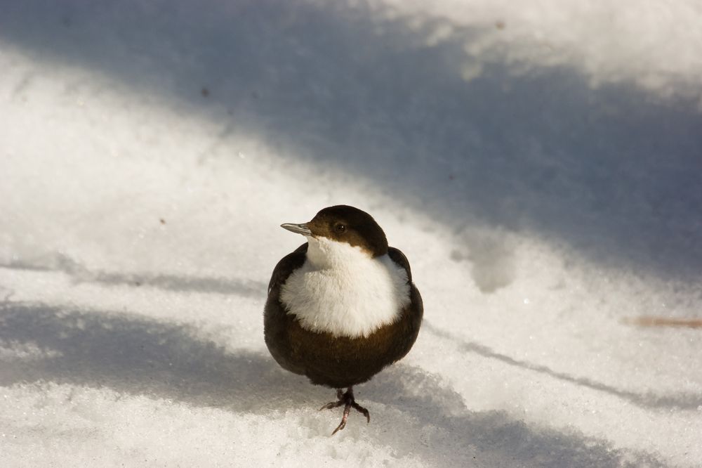 Dipper