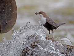 Dipper