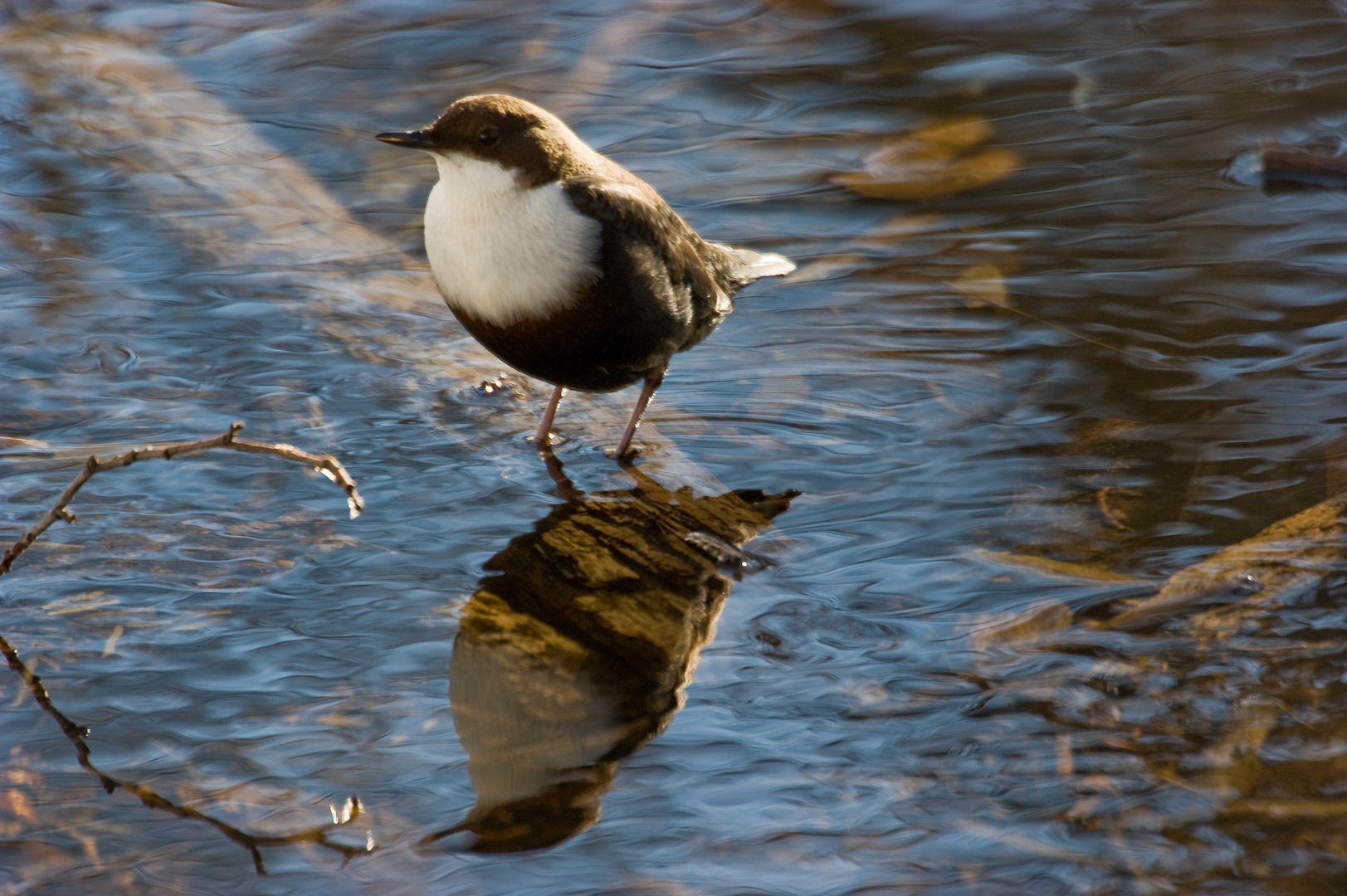 Dipper in calm water