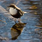 Dipper in calm water