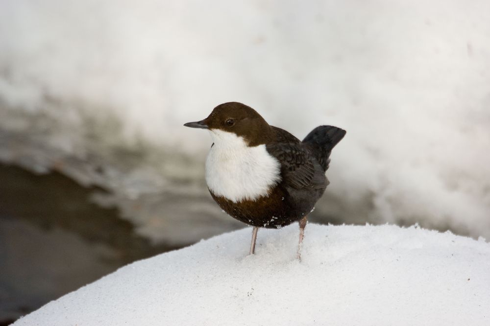 Dipper in snow